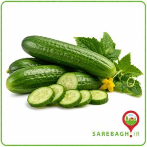 خیار گلخانه ای درجه یک