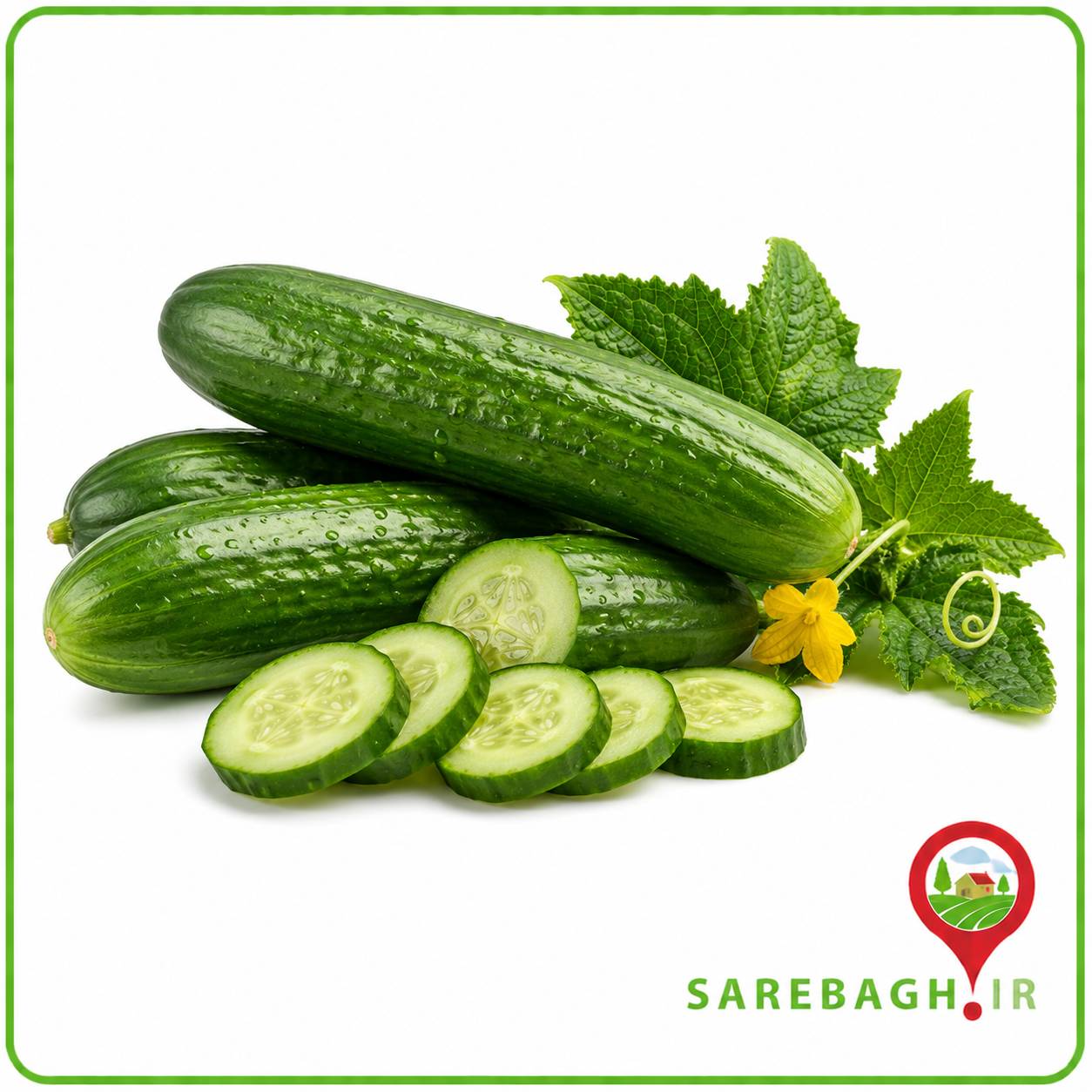 خیار گلخانه ای درجه یک