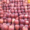 سیب قرمز ممتاز