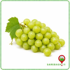 انگور درجه یک