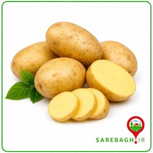 سیب زمینی نو درجه یک