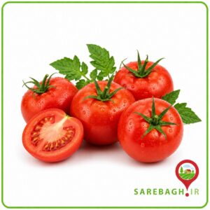 گوجه فرنگی درجه یک