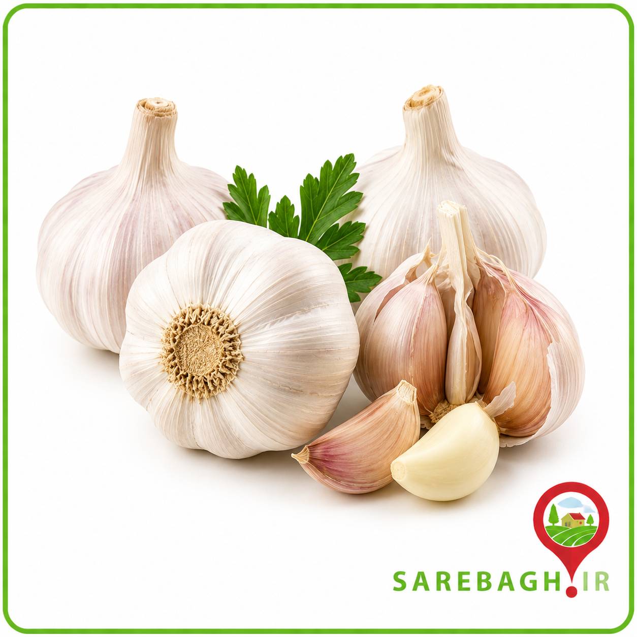 سیر خشک میدان تره بار شهرداری (هر 200 گرم)