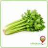 کرفس میدان تره بار شهرداری