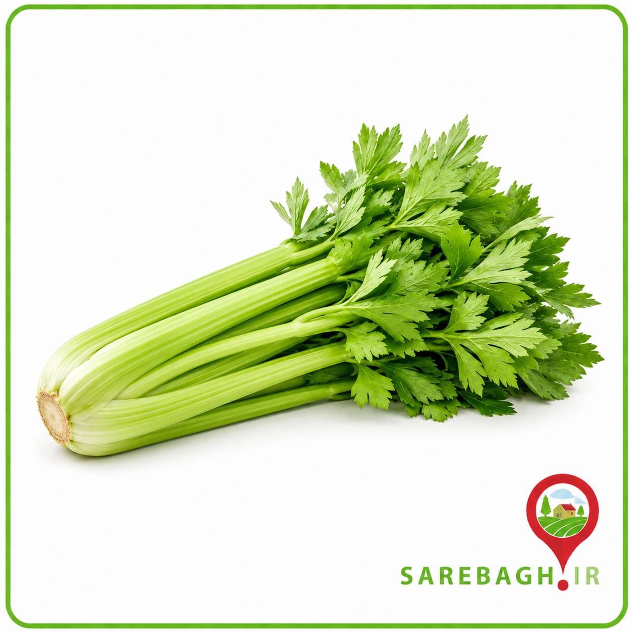 کرفس میدان تره بار شهرداری