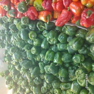 فلفل سبز درجه یک